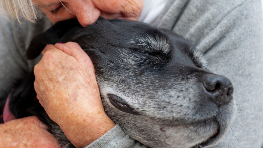 Adotar um cão idoso traz alegria e tranquilidade. (Foto: Getty Images via Canva)
