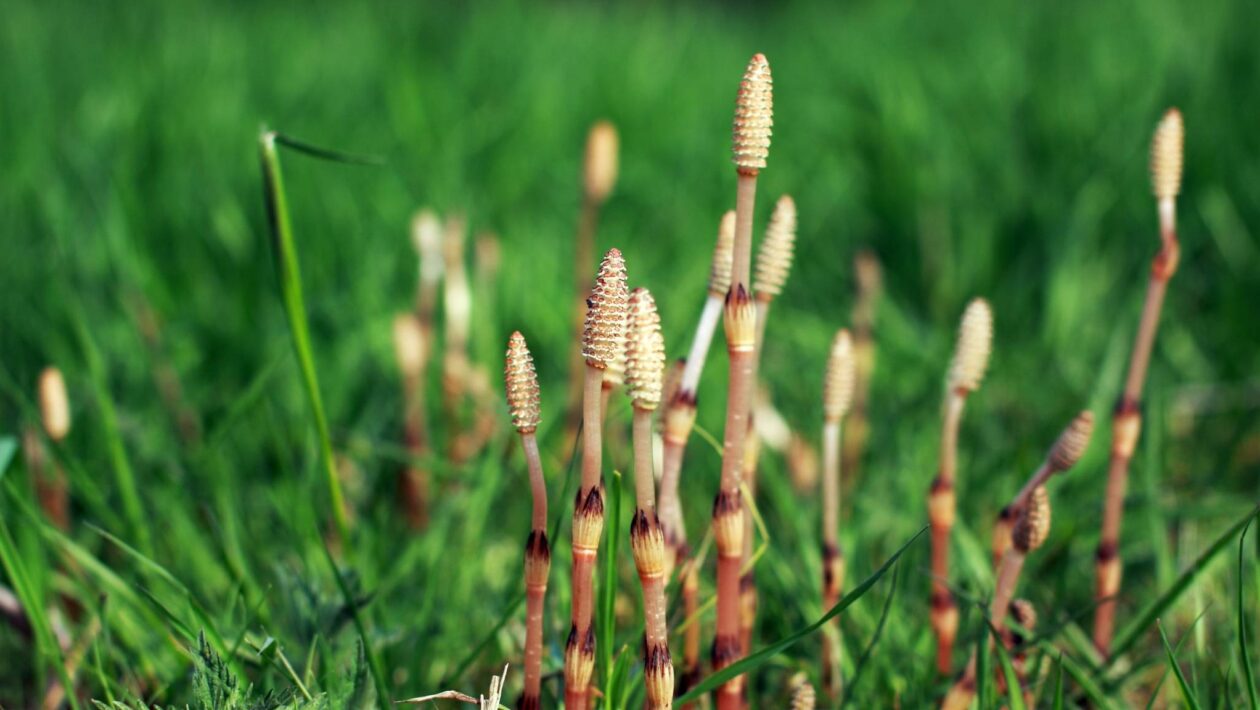 Planta ancestral produz água rara e desafia tudo que sabíamos sobre isótopos (Imagem: Getty Images/ Canva Pro)
