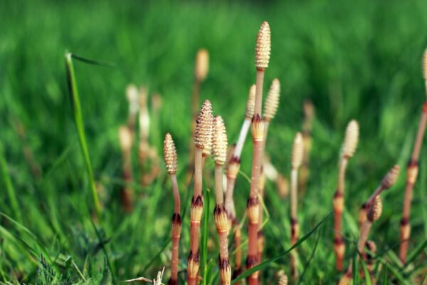 Planta ancestral produz água rara e desafia tudo que sabíamos sobre isótopos (Imagem: Getty Images/ Canva Pro)