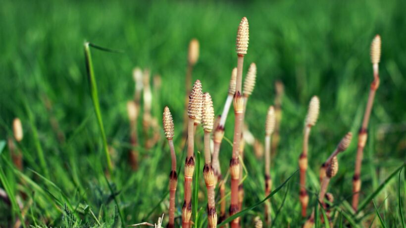 Planta ancestral produz água rara e desafia tudo que sabíamos sobre isótopos (Imagem: Getty Images/ Canva Pro)