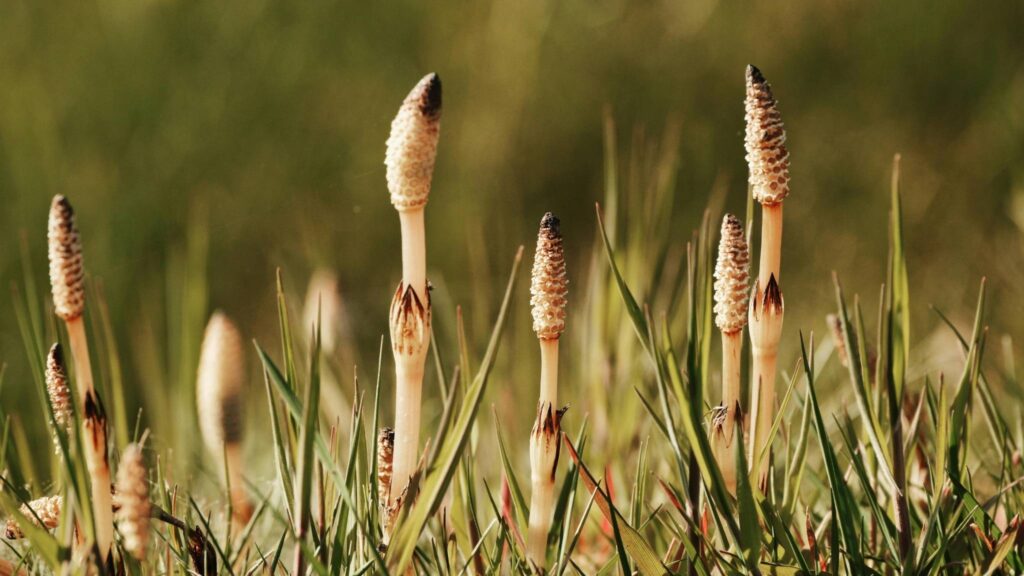 Cavalinha cria “água alienígena” e redefine limites da geoquímica moderna (Imagem: Pexels/ Canva Pro)
