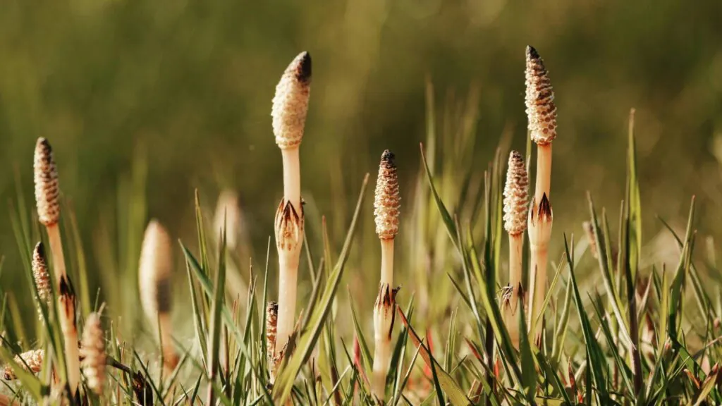 Cavalinha cria “água alienígena” e redefine limites da geoquímica moderna (Imagem: Pexels/ Canva Pro)