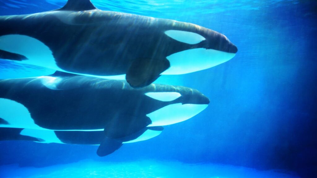 Estudo global revela os maiores perigos que afetam oceanos e espécies. (Imagem: Getty Images/ Canva Pro)
