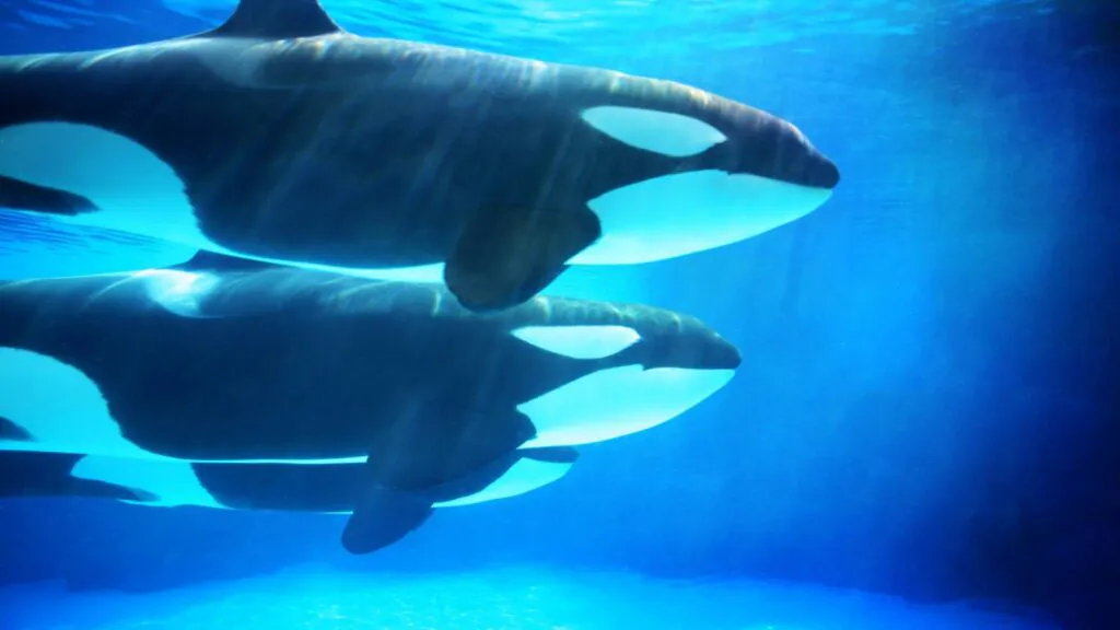 Estudo global revela os maiores perigos que afetam oceanos e espécies. (Imagem: Getty Images/ Canva Pro)