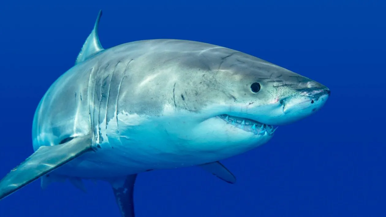 Megafauna marinha enfrenta riscos graves de pesca e mudanças climáticas. (Imagem: Getty Images/ Canva Pro)