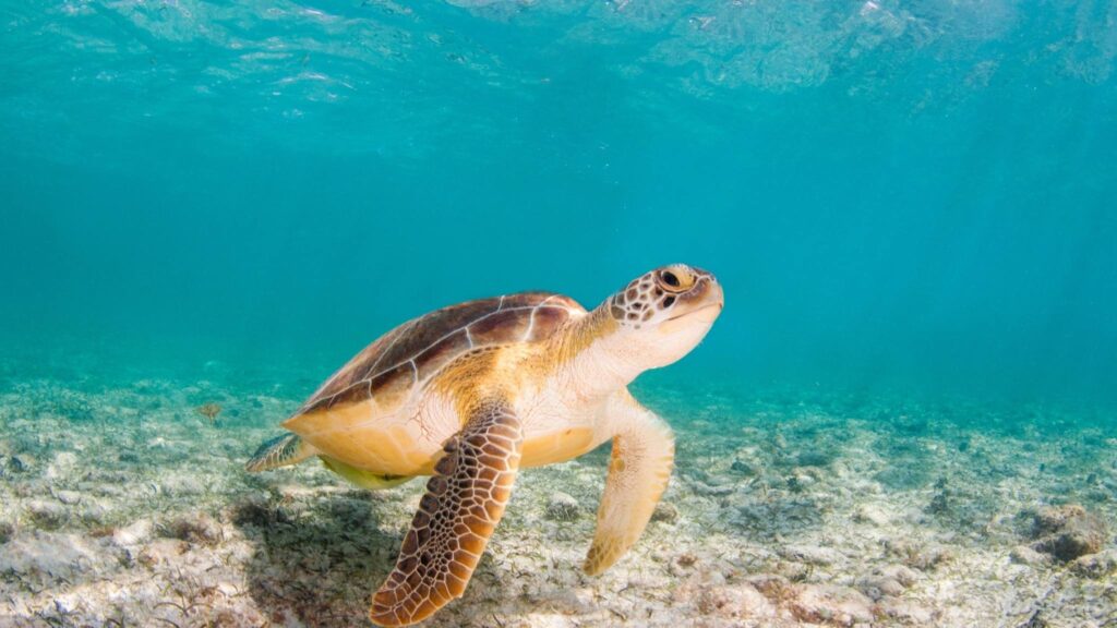 Baleias, tubarões e tartarugas estão ameaçados por ações humanas. (Imagem: Getty Images/ Canva Pro)

