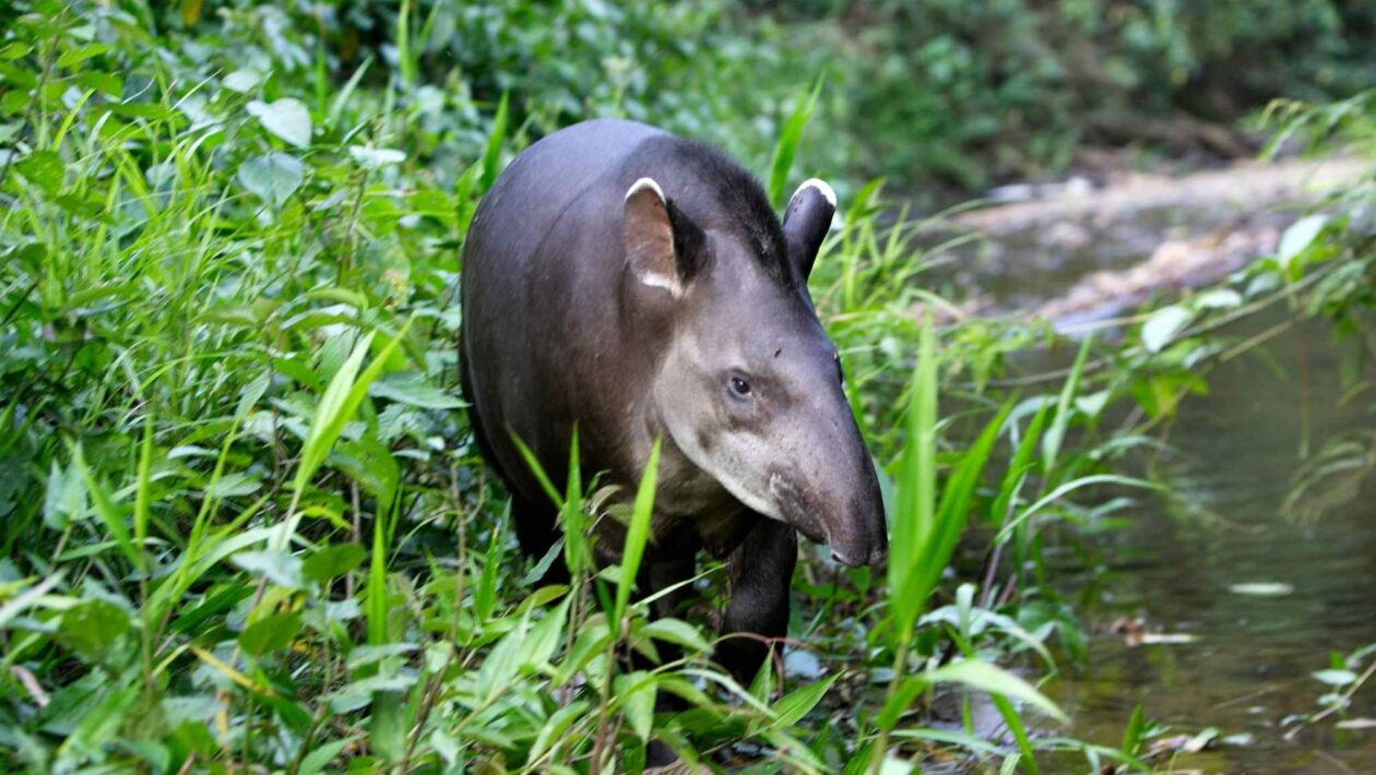 Fragmentação da Mata Atlântica ameaça a sobrevivência da anta-brasileira (Imagem: Getty Images/ Canva Pro)