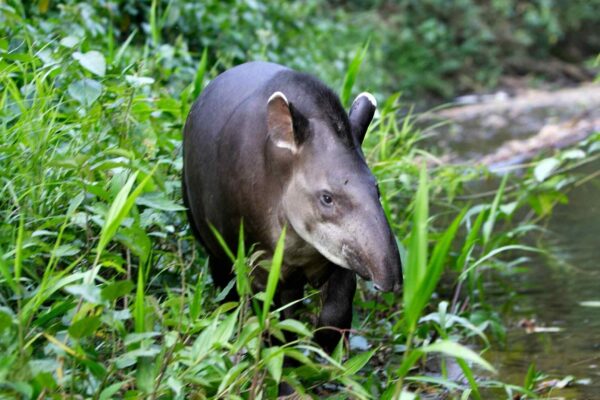 Fragmentação da Mata Atlântica ameaça a sobrevivência da anta-brasileira (Imagem: Getty Images/ Canva Pro)