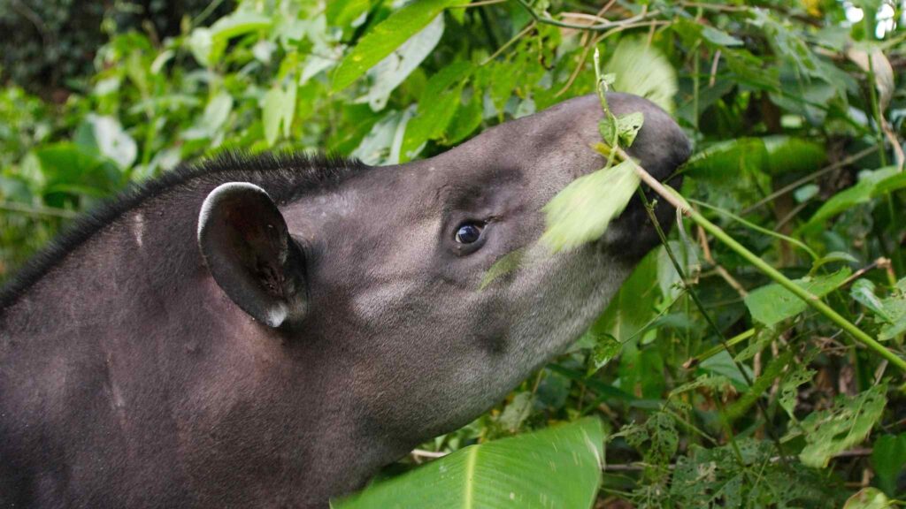 Antas ajudam a regenerar florestas e manter o estoque de carbono (Imagem: Getty Images/ Canva Pro)