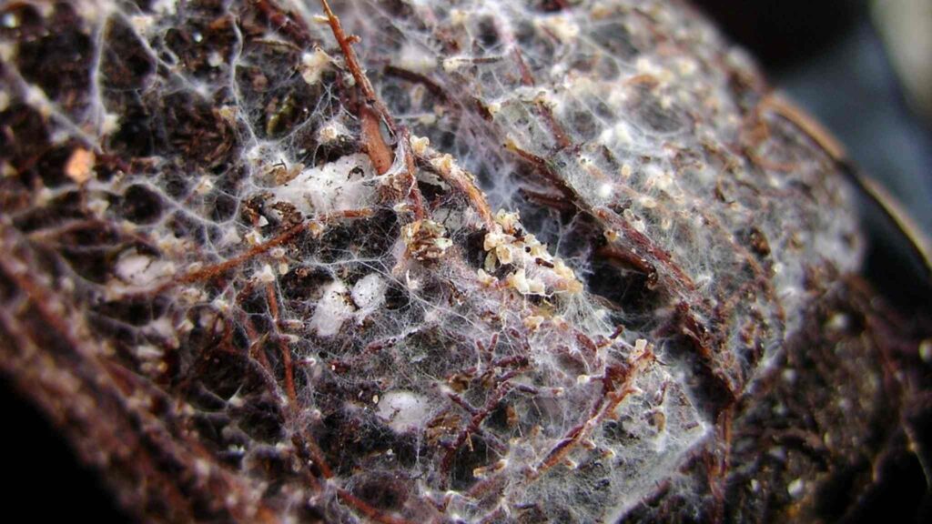 Árvores ectomicorrízicas elevam o estoque de carbono e fortalecem ecossistemas (Imagem: André-Ph. D. Picard/ CC BY 3.0)