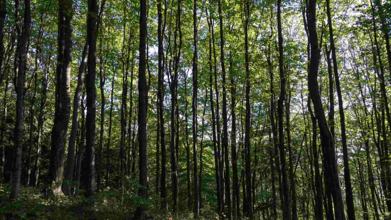 Fungos em árvores subtropicais ajudam a aumentar o carbono nas florestas (Imagem: Getty Images/ Canva Pro)