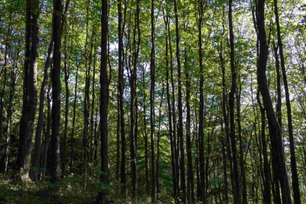 Fungos em árvores subtropicais ajudam a aumentar o carbono nas florestas (Imagem: Getty Images/ Canva Pro)