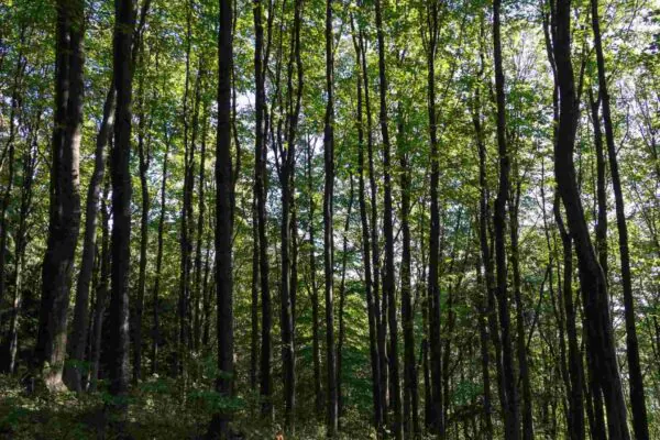 Fungos em árvores subtropicais ajudam a aumentar o carbono nas florestas (Imagem: Getty Images/ Canva Pro)