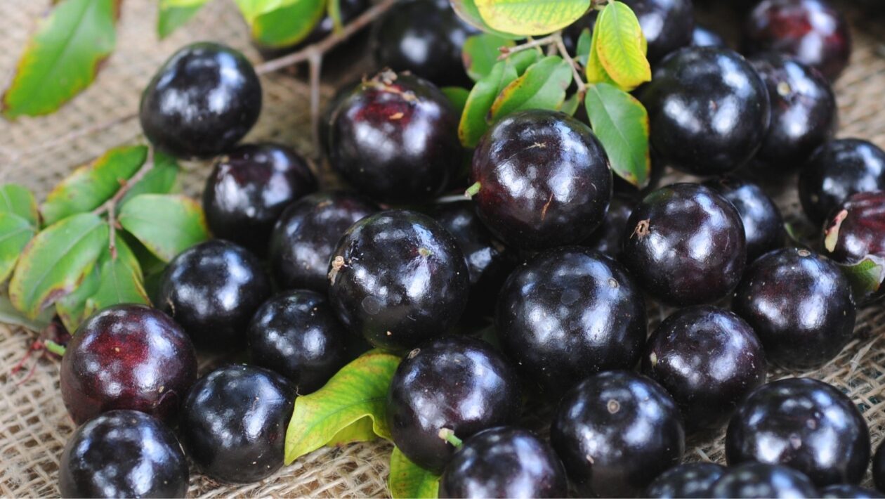 Casca da jabuticaba melhora memória e imunidade. (Foto: Getty Images via Canva)