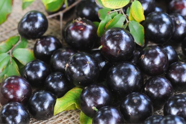 Casca da jabuticaba melhora memória e imunidade. (Foto: Getty Images via Canva)