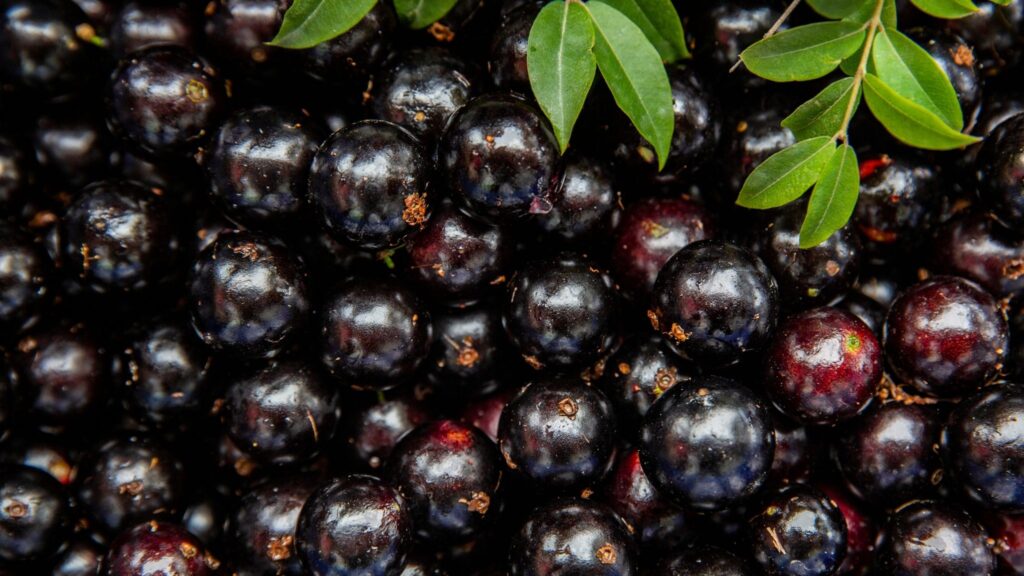 Jabuticaba combate inflamações e envelhecimento precoce. (Foto: Getty Images via Canva)
