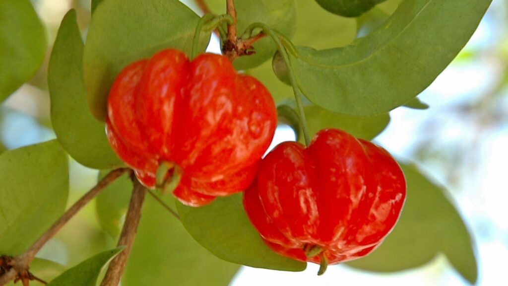 Pitanga protege o coração e combate o envelhecimento. (Foto: Getty Images via Canva)