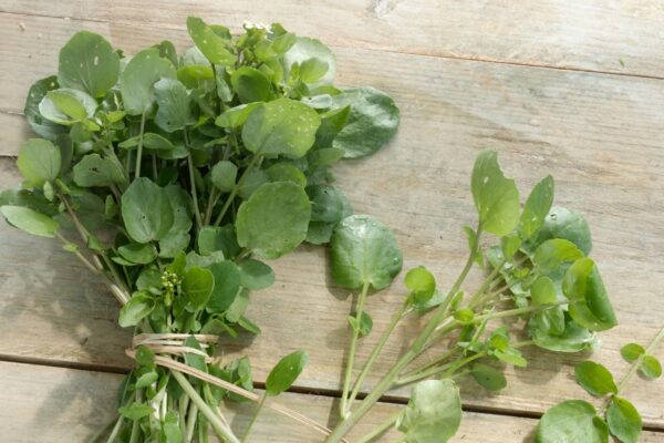 Agrião ajuda a prevenir doenças e inflamações. (Foto: Getty Images via Canva)