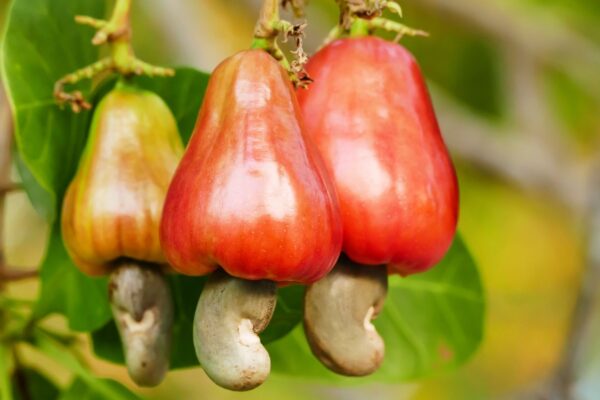 Caju ajuda a reduzir o colesterol LDL naturalmente. (Foto: Getty Images via Canva)