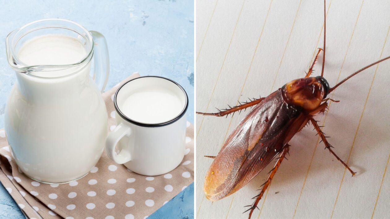 Leite de barata tem 4x mais proteínas que o de vaca. (Foto: Evgeny Karandaev e Getty Images via Canva)