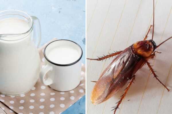 Leite de barata tem 4x mais proteínas que o de vaca. (Foto: Evgeny Karandaev e Getty Images via Canva)