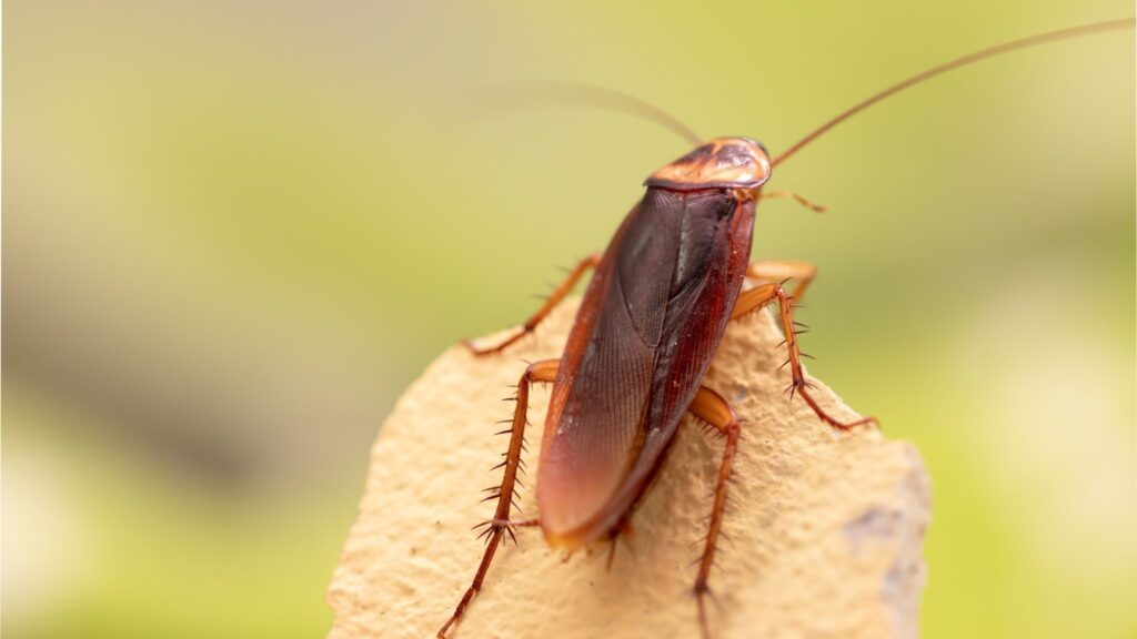 Cientistas estudam leite de barata como fonte nutritiva. (Foto: Getty Images via Canva)