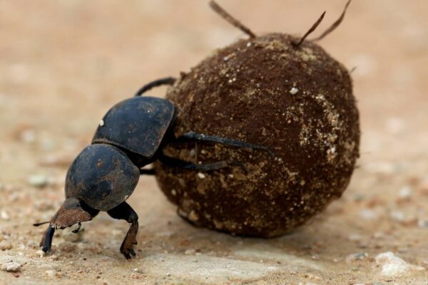 Inseto africano usa a Via Láctea como bússola em navegação precisa. (Imagem: Getty Images/ Canva Pro)