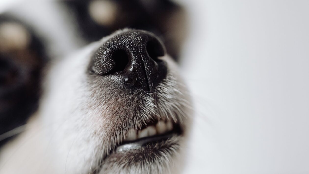 Cães podem farejar câncer com olfato impressionante. (Foto: Pexels via Canva)