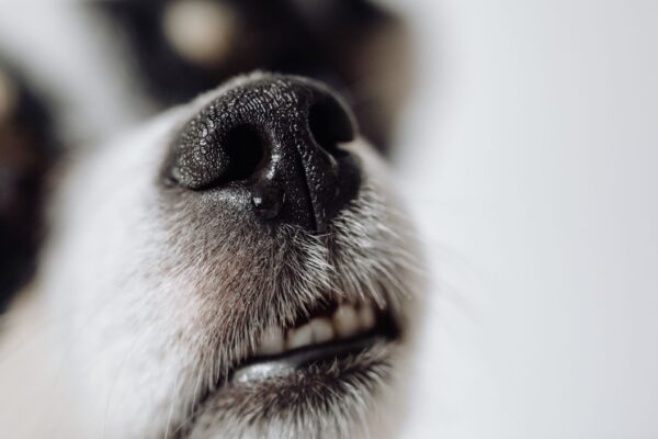 Cães podem farejar câncer com olfato impressionante. (Foto: Pexels via Canva)