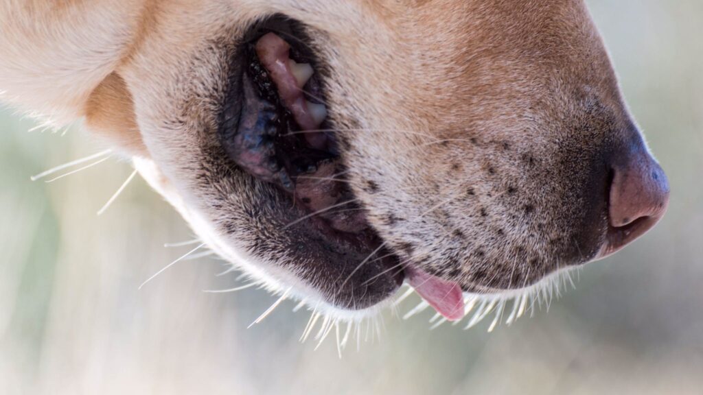 Cães treinados identificam câncer pela respiração humana. oto: Getty Images via Canva)
