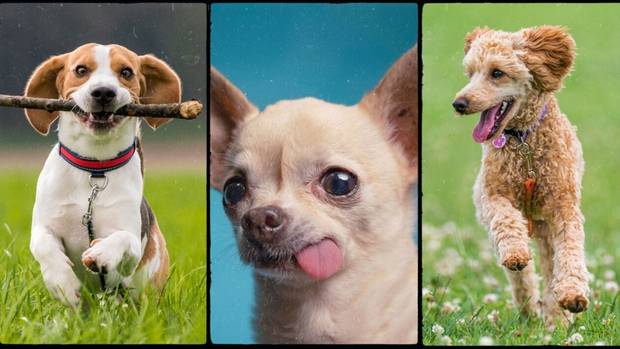 Raças saudáveis vivem mais e aproveitam melhor a vida. (Foto: Canva)