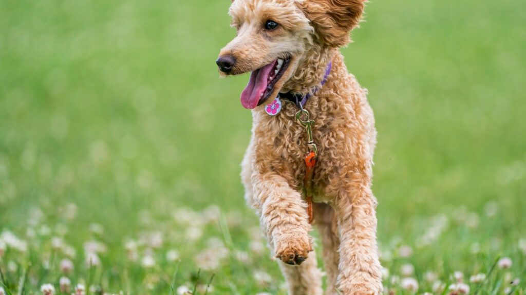 Saudável e ativo: Poodles vivem bem de 12 a 15 anos. (Foto: Pexels via Canva)