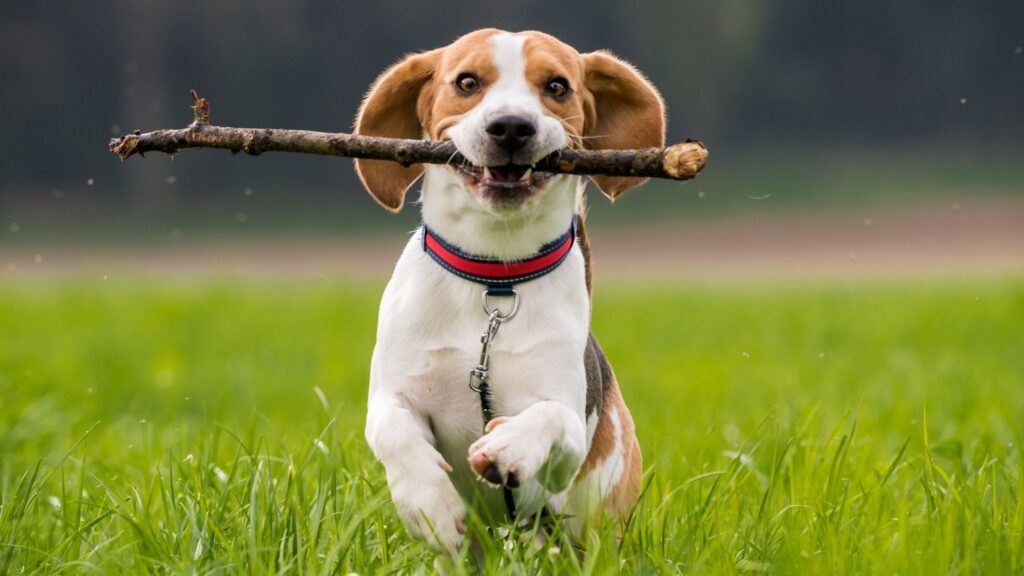 Beagle combina curiosidade e saúde para aventuras ao ar livre. (Foto: Przemyslawiciak via Canva)