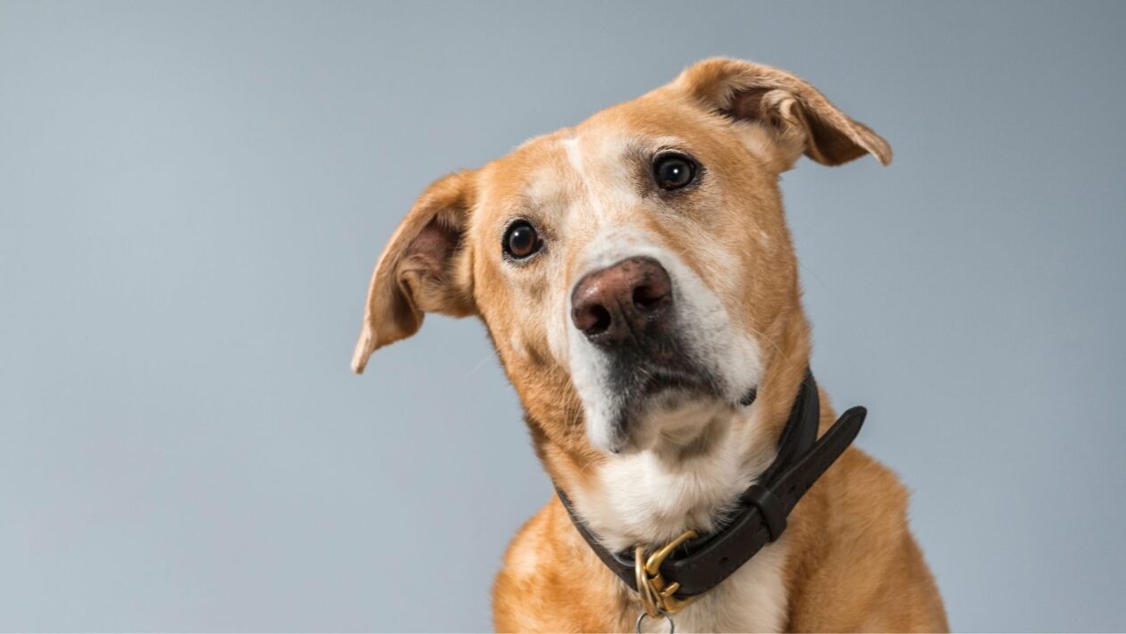 Cães conseguem prever convulsões com minutos de antecedência. (Foto: Getty Images via Canva)