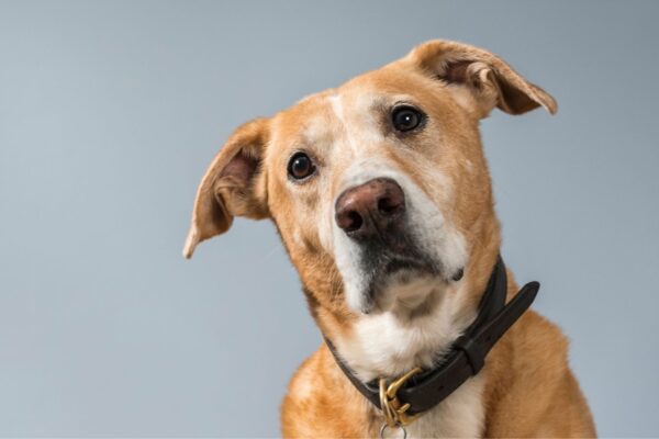 Cães conseguem prever convulsões com minutos de antecedência. (Foto: Getty Images via Canva)