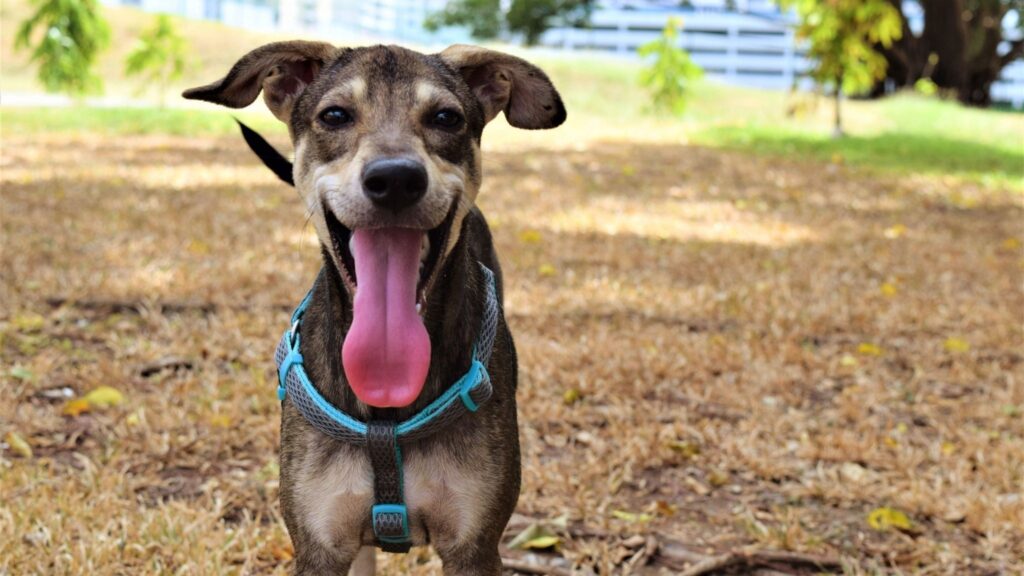Animais detectam mudanças sutis no corpo do tutor. (Foto: Getty Images via Canva)