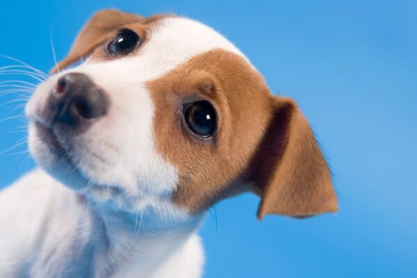 Cães compreendem palavras comuns do dia a dia humano. (Foto: Photo Images via Canva)