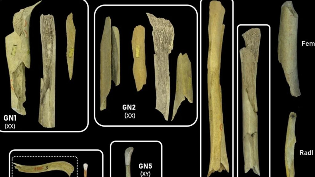 Mulheres e crianças foram alvo de captura e consumo há 45 mil anos (Imagem: Scientific Reports)

