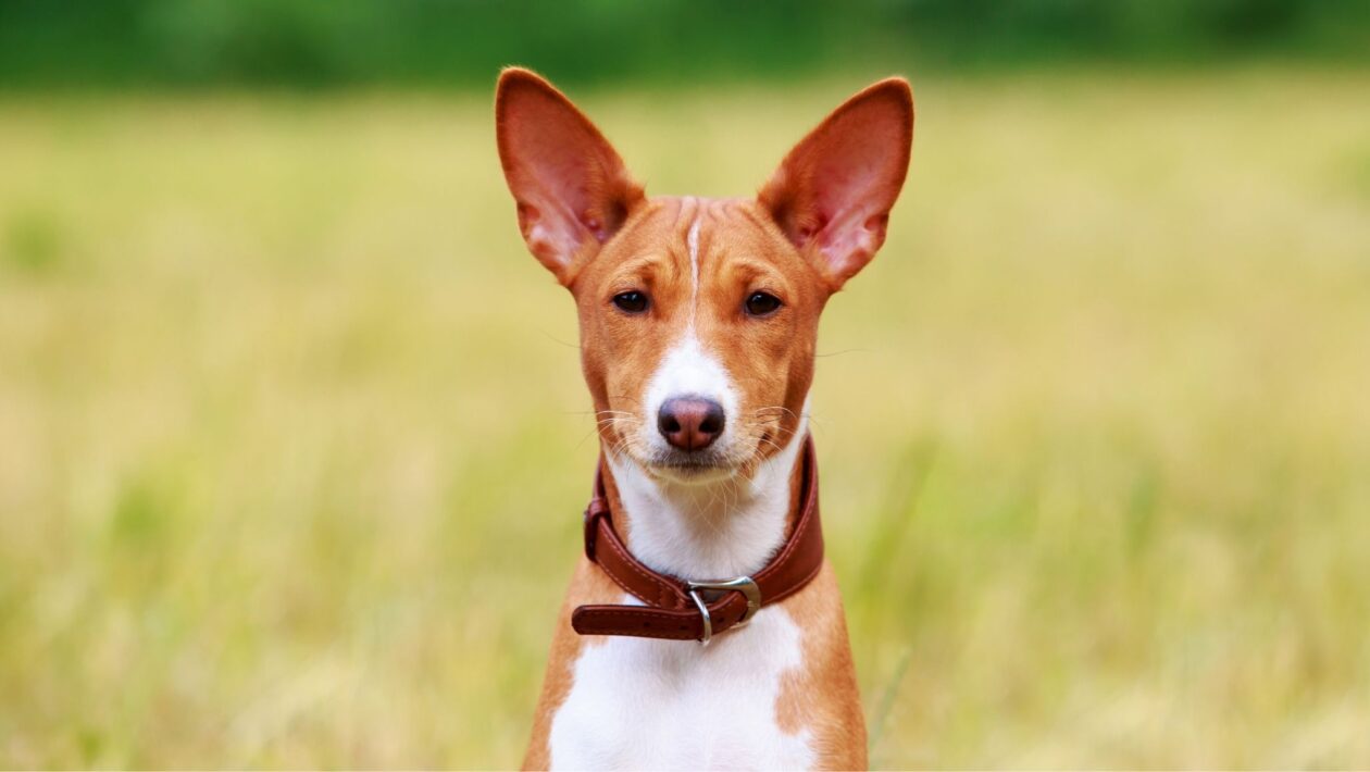 Basenji mantém traços primitivos de cães ancestrais. (Foto: Getty Images via Canva)