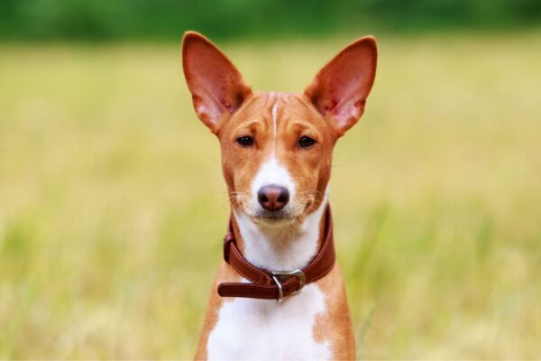 Basenji mantém traços primitivos de cães ancestrais. (Foto: Getty Images via Canva)
