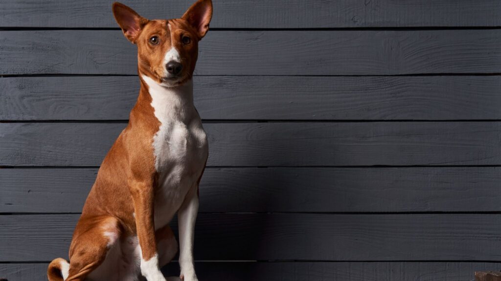 Basenji é conhecido por seu comportamento independente e curioso. (Foto: Kolotenko Images via Canva)