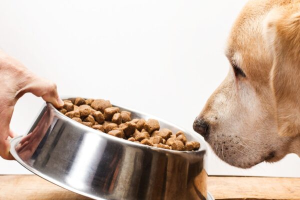 Perda de apetite em cães pode indicar problemas de saúde. (Foto: Getty Images via Canva)