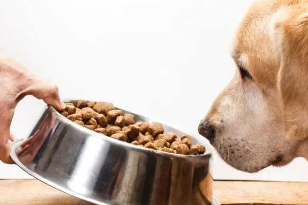 Perda de apetite em cães pode indicar problemas de saúde. (Foto: Getty Images via Canva)