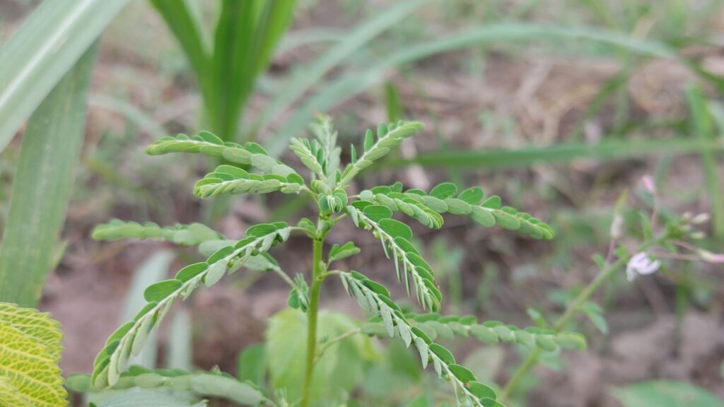 Reduz inflamações e combate danos oxidativos no corpo. (Foto: Saestudio via Canva)