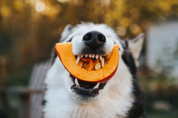 Alterações hormonais impactam o sono e bem-estar geral. (Foto: Africa Images via Canva)