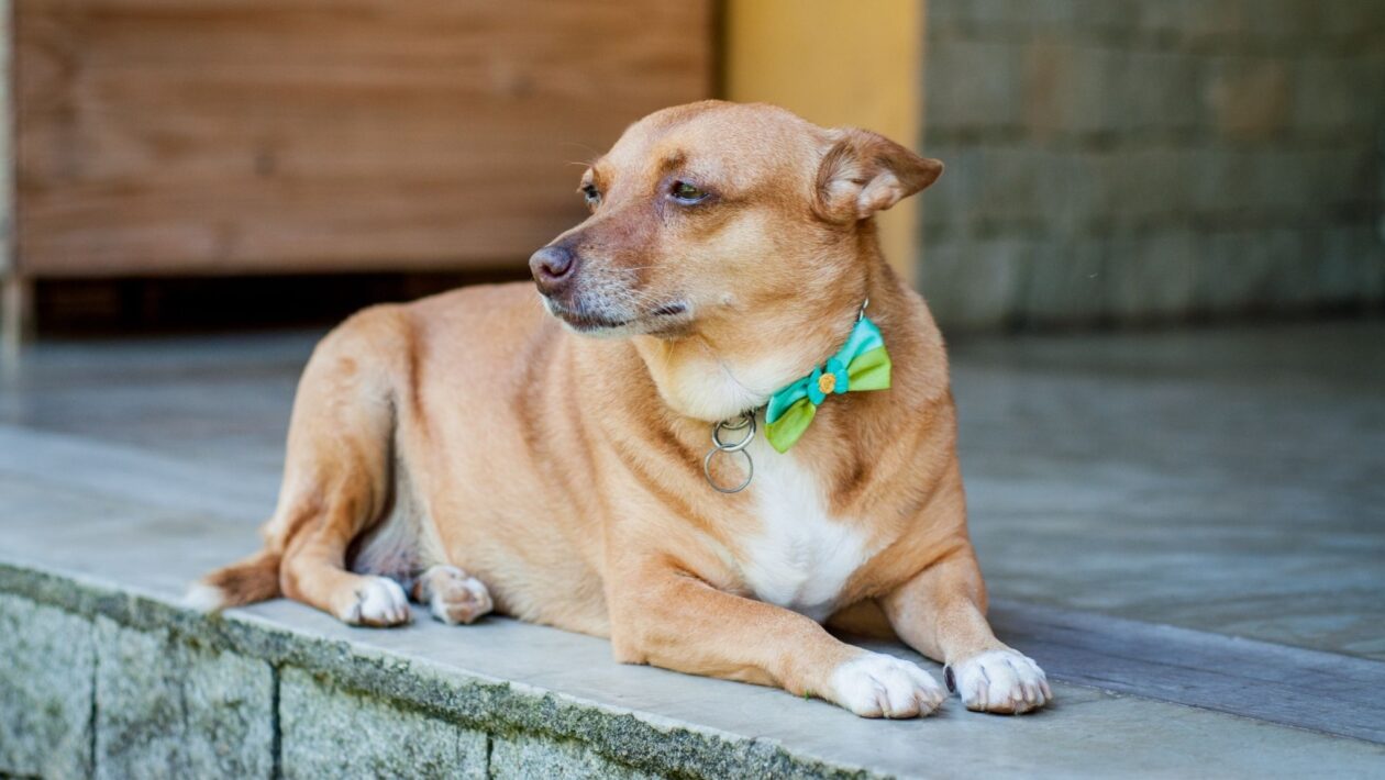 Dentes e pelagem revelam a idade real do seu cachorro. (Foto: Getty Images via Canva)