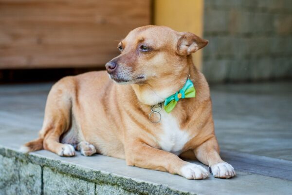 Dentes e pelagem revelam a idade real do seu cachorro. (Foto: Getty Images via Canva)