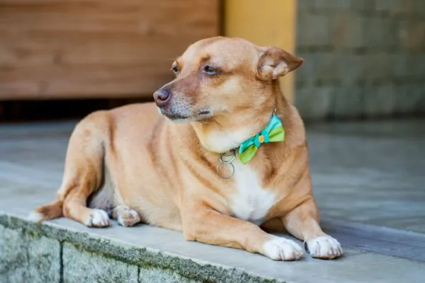 Dentes e pelagem revelam a idade real do seu cachorro. (Foto: Getty Images via Canva)