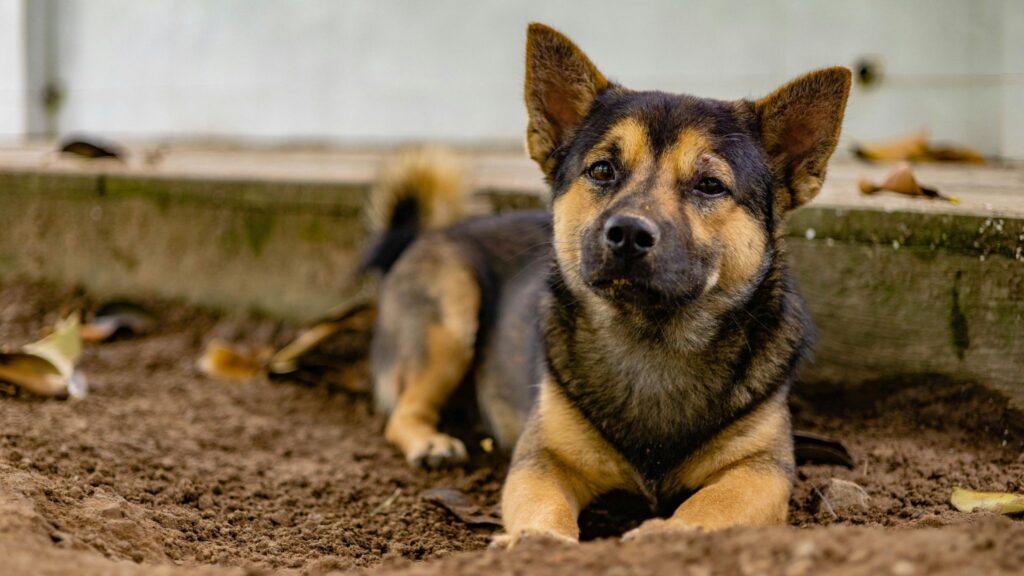 Olhos opacos e pelos grisalhos indicam envelhecimento. (Foto: Pexels via Canva)