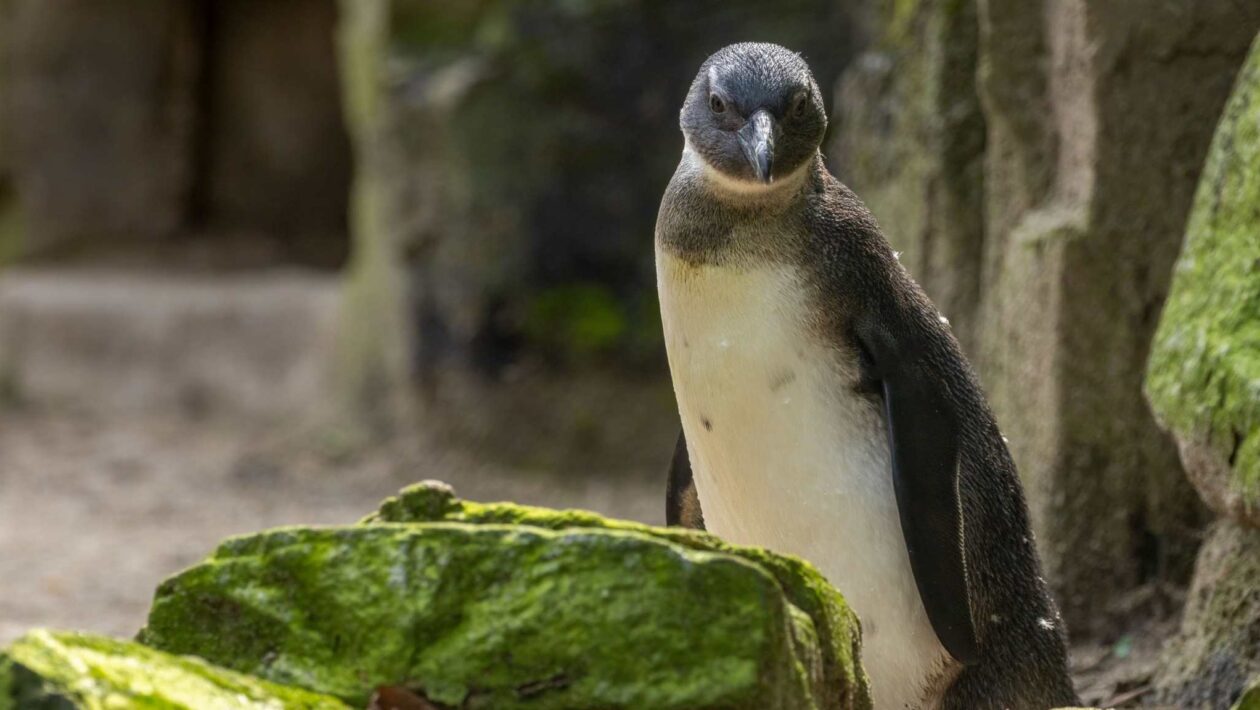 Pinguins-africanos disputam alimento com barcos comerciais em risco crítico. (Imagem: Getty Images/ Canva Pro)